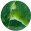 Verde Jade
